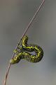 881 - CATERPILLAR ON A GRASS - BRICELJ BOGDAN - slovenia